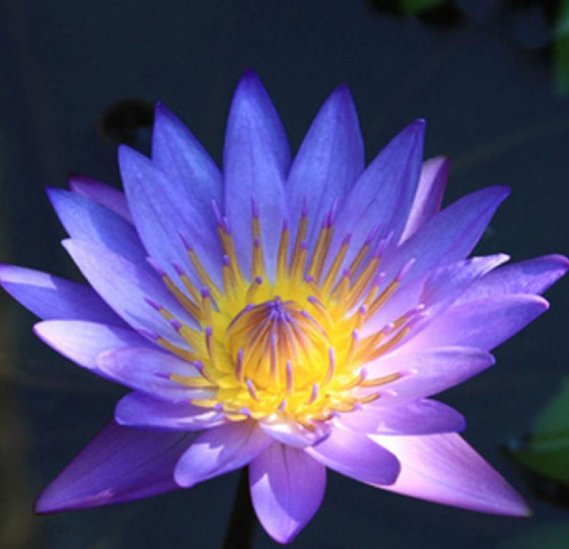 10 pcs seed fresh bulbs or Blue lotus flower seeds for